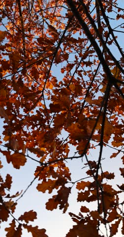 Plants in a golden autumn park, tall plants with small orange leaves pointing skyward to the clear sky with realistic details and long thin branches.