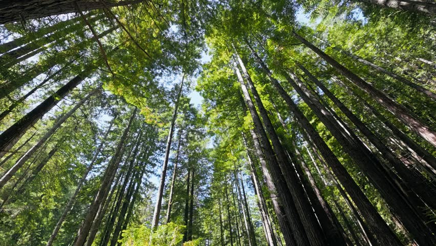 Looking up at tall redwood tree canopy in forest
