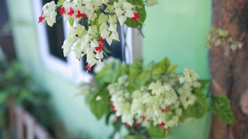 Clerodendrum thomsoniae ornamental plant grows as a vine with pure white flower petals and bright red flower crowns, taken from the track in
