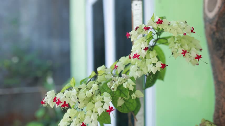 A static close-up shot of the ornamental plant Clerodendrum thomsoniae, featuring pristine white calyces and bright red corollas