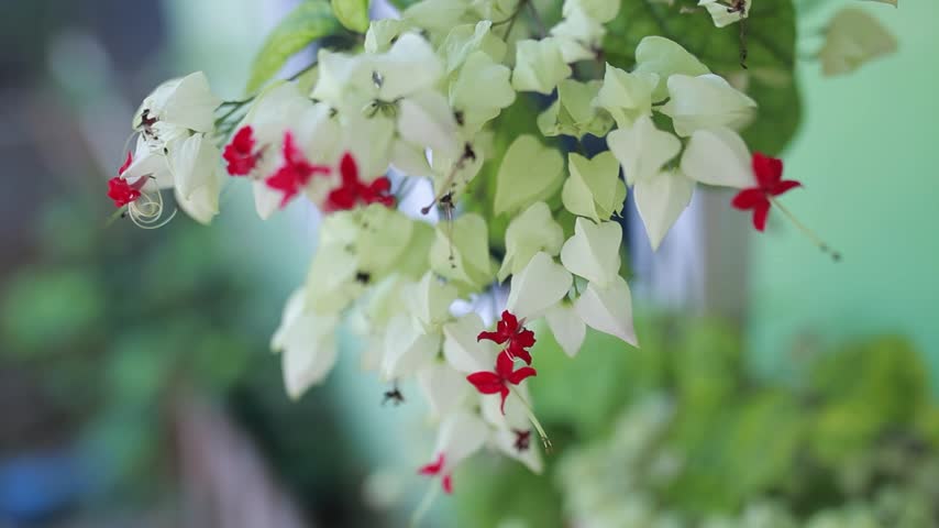 A static close-up shot of the ornamental plant Clerodendrum thomsoniae, featuring pristine white calyces and bright red corollas