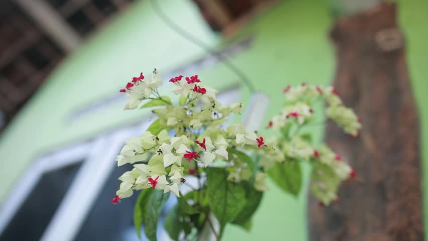 A Clerodendrum thomsoniae ornamental plant featuring pure white calyces and bright red corollas, captured from a low angle