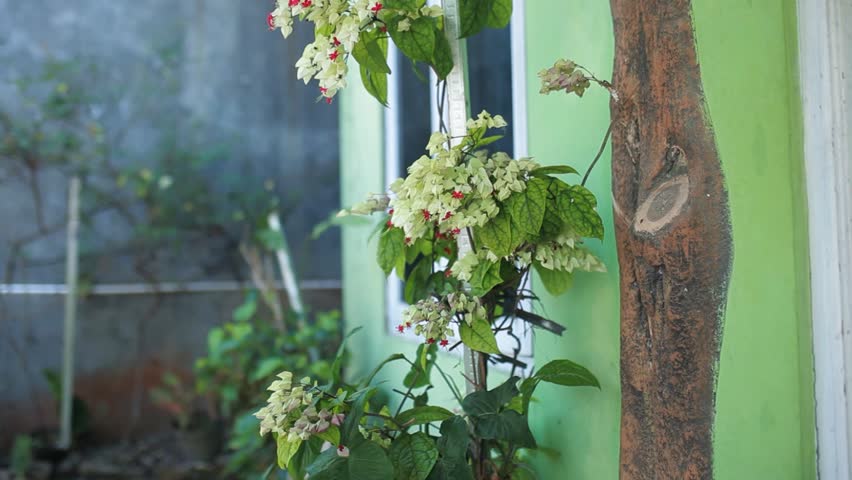 A Clerodendrum thomsoniae ornamental climbing plant featuring pure white calyces and bright red corollas, captured in a tilt-up shot