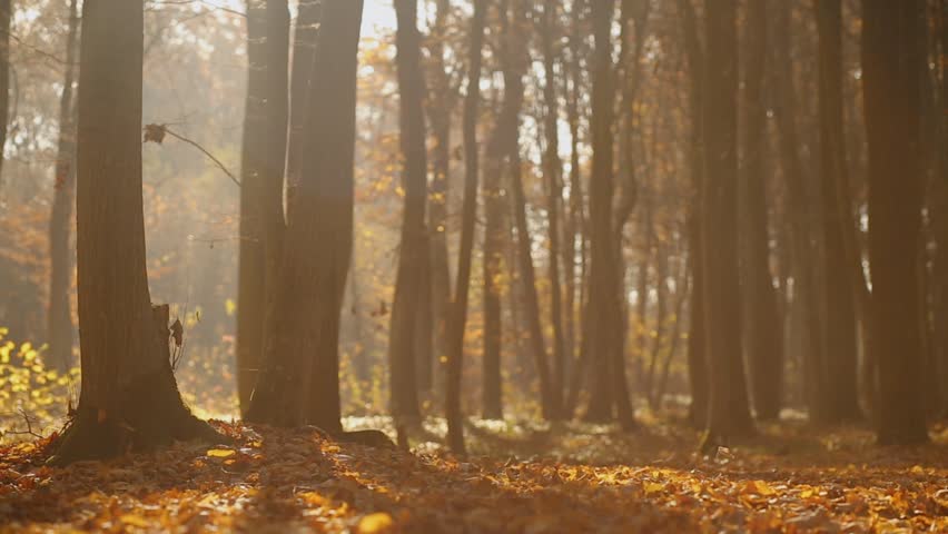 Rest in the forest. Beautiful autumn forest under the luminaries sunbeams. Rays of the sun.	

