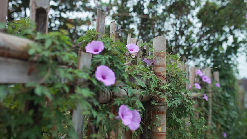 Purple morning glory flowers blooming on bamboo fence