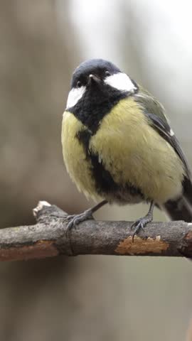 Charming close-up of a great tit with vibrant yellow and black plumage, perching on a wooden branch and attentively looking around against a soft, out-of-focus natural background