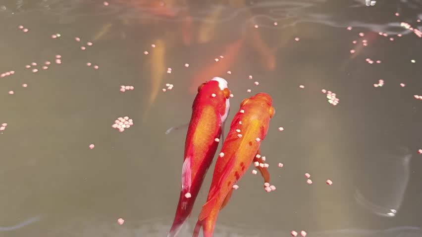 Two Colorful Koi Fish Swimming in Pond Eating Fish Food Pellets