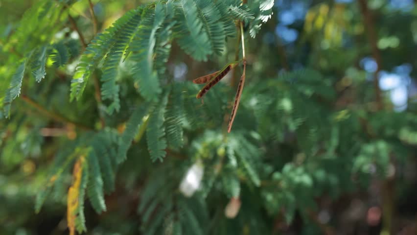focusing on the seeds of the white calliandra plant amidst the dense foliage