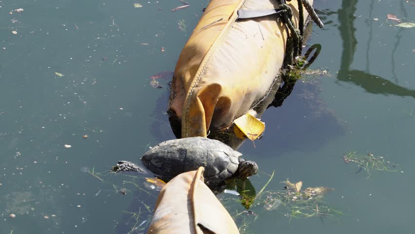A turtle basking in the sun on a floating boom in the Oyoko River, Tokyo, Japan