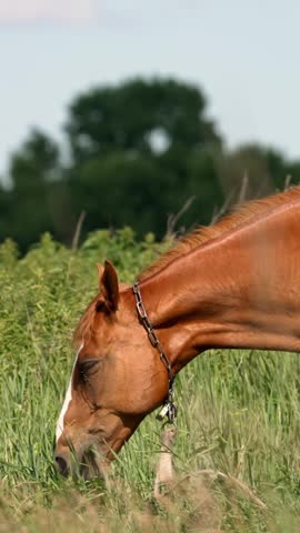 Gentle brown horse with a white mark on its face enjoys fresh grass in a sunlit field under a bright summer sky.