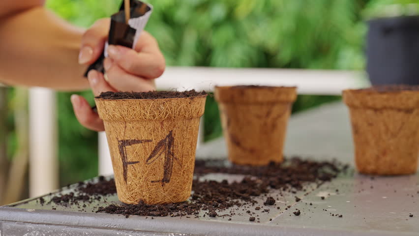 Female Gardener Uses a Thin Wooden Stick to Plant a Tiny Seed in Soil inside a Biodegradable Fiber Pot, Showing Precise Sowing and Seedling Preparation in Close Up.