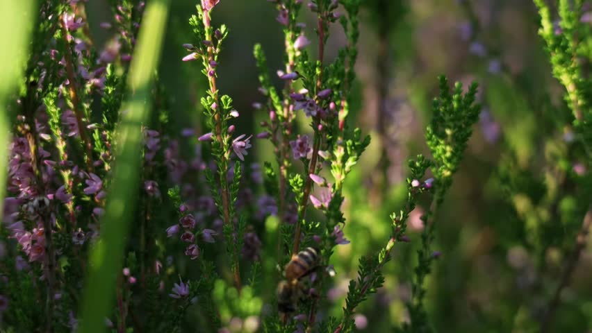 Honey bee crawling on heather flowers in warm sunset sunlight, slow motion.