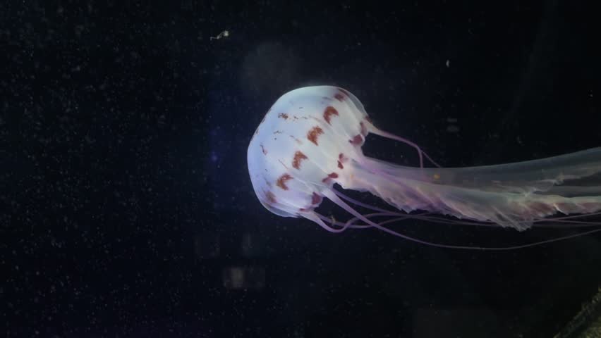 Purple-Striped Jellyfish Swimming in Dark Water