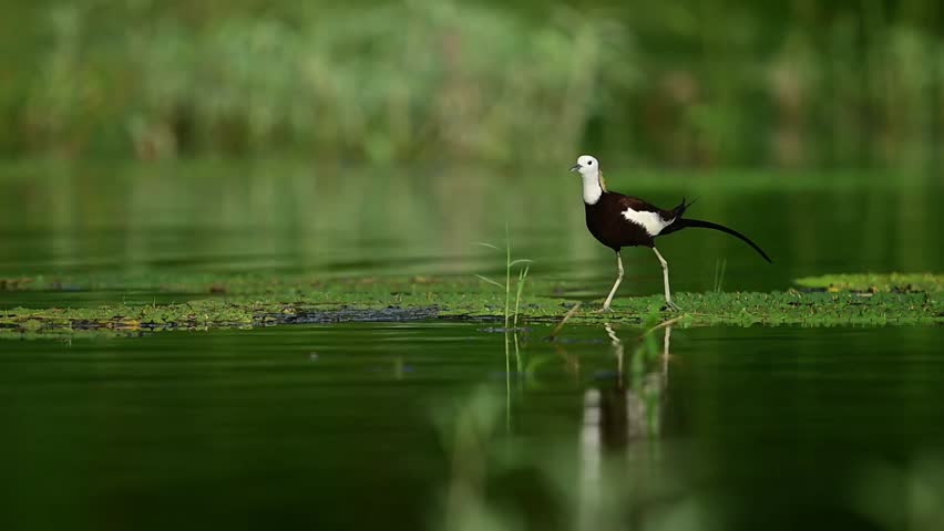 A native pheasant-tailed jacana steps gently over a calm freshwater lake covered in aquatic plants.