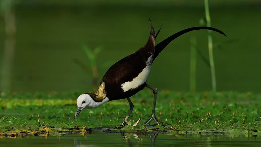 High quality footage of a wild pheasant-tailed jacana stepping across big green aquatic leaves during summer.