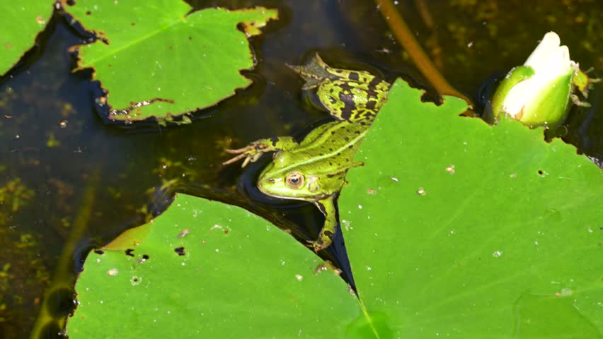 A spotted green water frog rests among lily pads next to an unopened white water lily bud. The tranquil pond scene showcases wildlife and aquatic plant life.