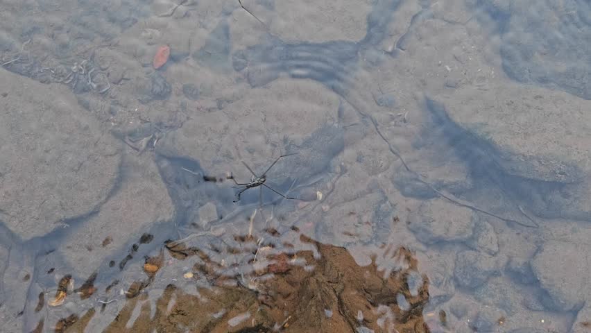 Water Striders Walking on Clear River Water Over Rocks