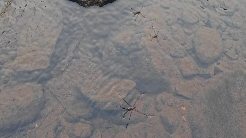 Water Striders Walking on the Surface of a River Stream
