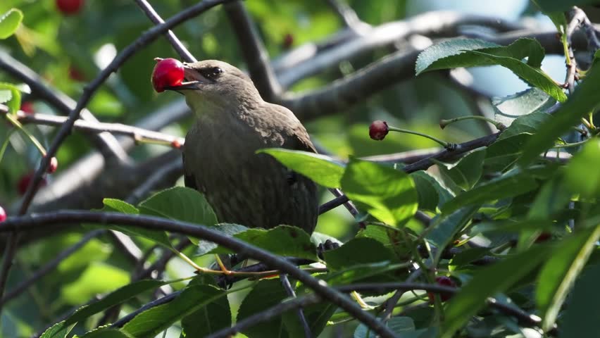 Juvenile common starling swallowing a small cherry whole with the pit. 