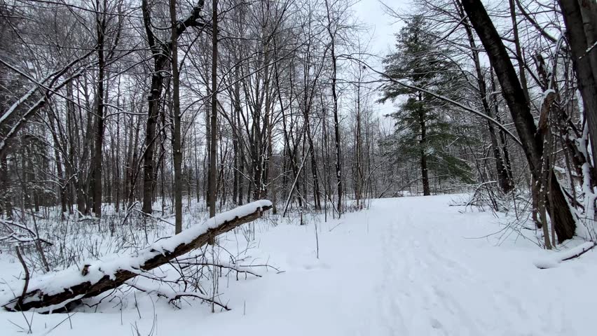 Snow-covered pine trees (Pinus) and bare deciduous trees along a quiet winter trail on an overcast day in a northern forest.