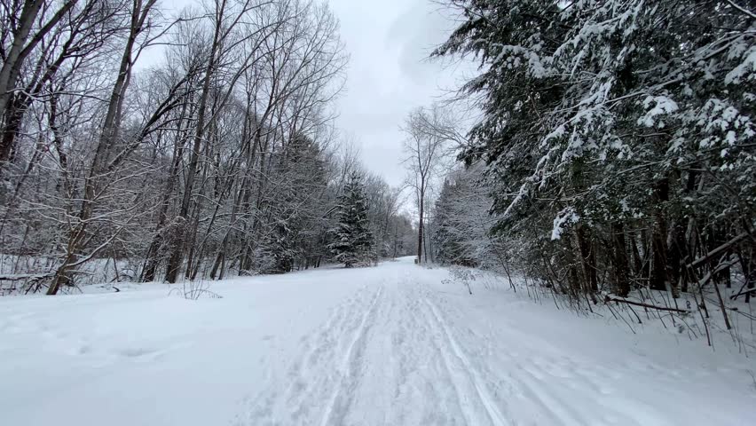 Snow-covered pine trees (Pinus) and bare deciduous trees along a quiet winter trail on an overcast day in a northern forest.
