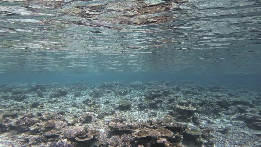 A blacktip reef shark glides toward the camera over a sunlit shallow coral reef in the Maldives, surrounded by tropical fish and rippling surface reflections.