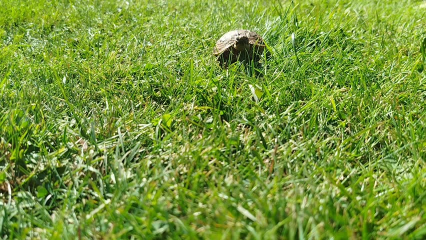 A small pet turtle exploring a green grass field, cute reptile wildlife in sunny garden.