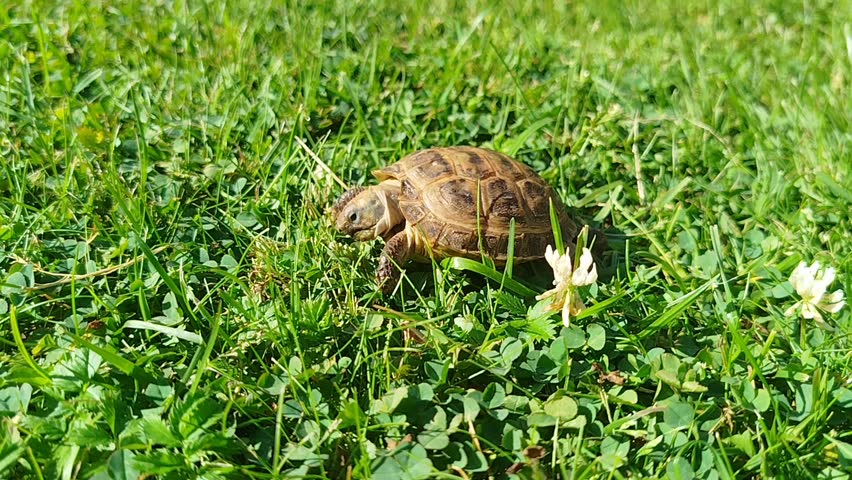 A small turtle explores green grass and clover flowers outdoors, cute pet, nature exploration.