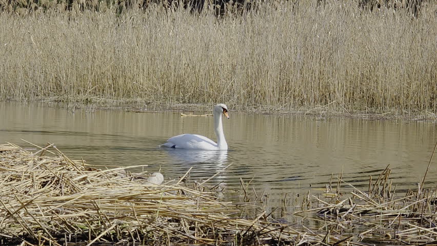 A majestic white swan navigates a calm lake surrounded by reeds, with a nest visible in the foreground