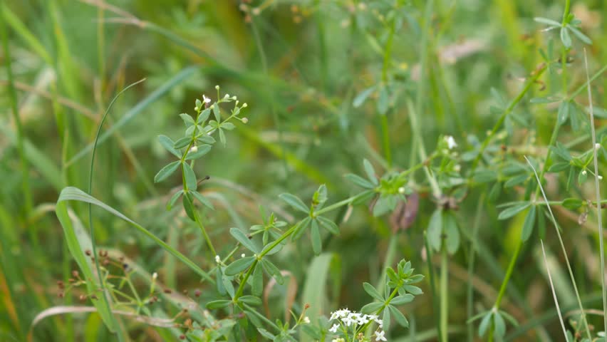 A macro shot of green stems with tiny white flowers in a sunny natural field background.