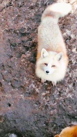 A cute Ezo red fox eating food.