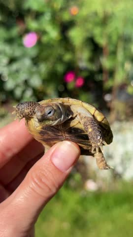 A person holding a small turtle vertically in hands outdoors, reptile care, summer day.