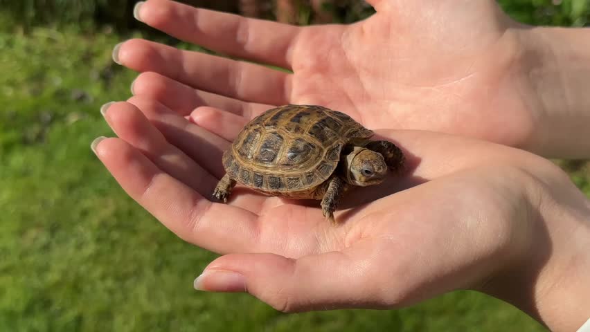 A small turtle crawling on human hands outdoors, cute pet reptile, summer day.