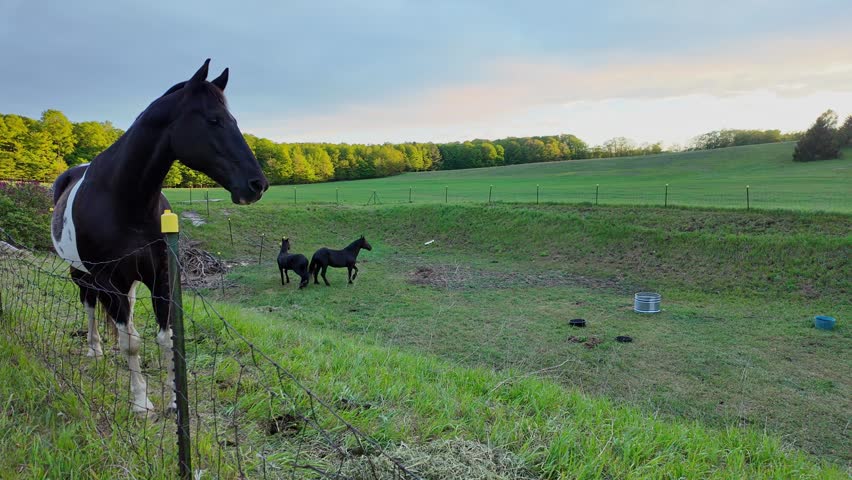 American Paint Horse and Friesian horse grazing in a beautiful green pasture in Leelanau County, Michigan