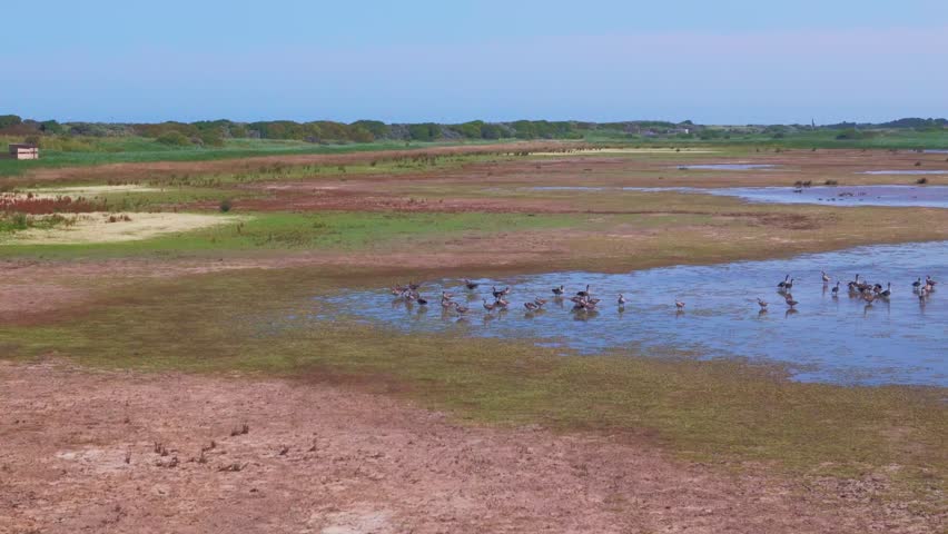 Wide wetland with grazing animals wading through shallow water. Diverse green and brown terrain under clear blue skies. Distant trees line the horizon, giving calm, natural feel. Lincolnshire coast