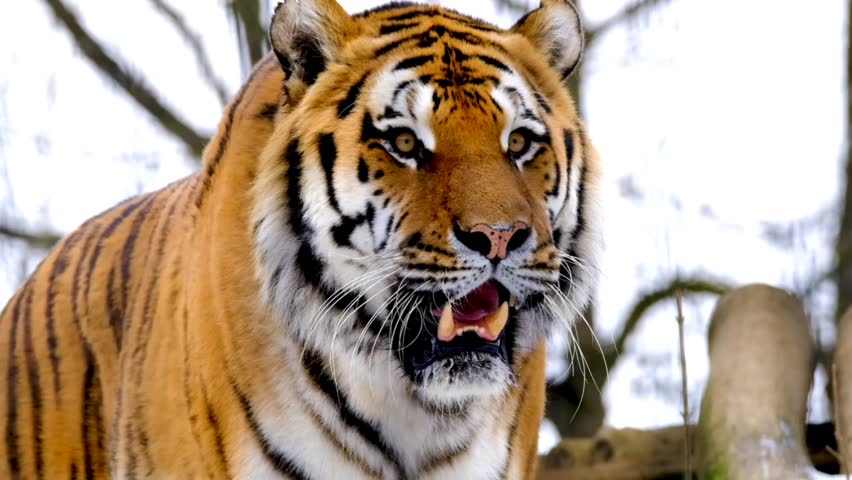 Not AI Generated Studio Render. Close-up Bengal tiger staring at the camera with an intense, powerful expression.