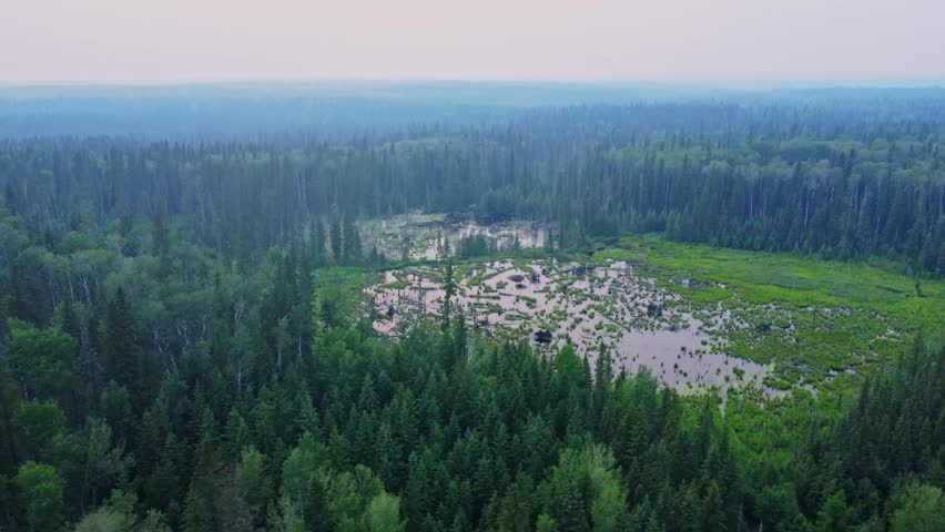 Swamp in the Middle of Endless Canadian Forest