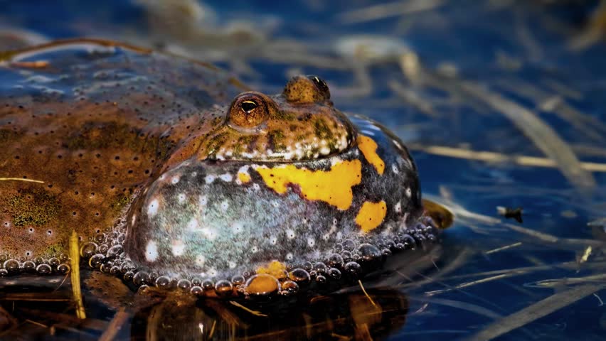A breathtaking cinematic extreme close-up macro view capturing a male European fire-bellied toad inflating its translucent vocal sac to call while half-submerged in clear marsh water.
