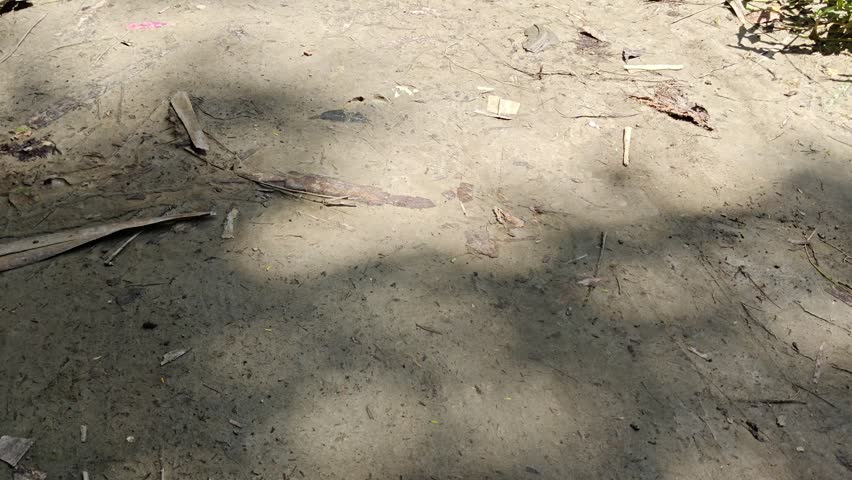 Soft shadows of tree branches swaying on a dusty ground surface in bright natural daylight.