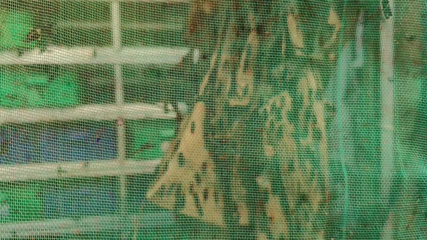 Activity of insects destined to become maggots inside the breeding net.