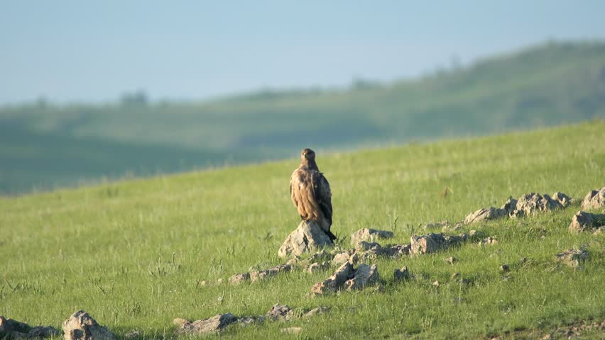 Eagle perches on stone pinnacle above green prairie while watching wide valley below. Majestic raptor rests upon boulder, surveying steppe meadow with silent hunting focus. The elevated perch gives the raptor a broad vantage point for watching movement across the grassland. Rock, meadow, and open sky create a classic hunting landscape without identifying the eagle to a species not confirmed by the footage description. The scene supports raptor ecology, predation, vigilance, birdwatching, wildlife conservation, freedom, and majestic nature imagery.