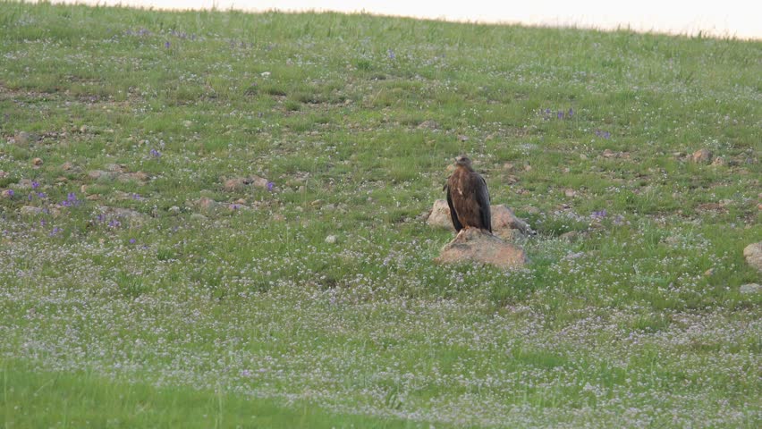 Eagle perches on stone pinnacle above green prairie while watching wide valley below. Majestic raptor rests upon boulder, surveying steppe meadow with silent hunting focus. The elevated perch gives the raptor a broad vantage point for watching movement across the grassland. Rock, meadow, and open sky create a classic hunting landscape without identifying the eagle to a species not confirmed by the footage description. The scene supports raptor ecology, predation, vigilance, birdwatching, wildlife conservation, freedom, and majestic nature imagery.