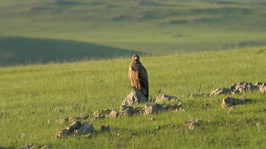 Eagle perches on stone pinnacle above green prairie while watching wide valley below. Majestic raptor rests upon boulder, surveying steppe meadow with silent hunting focus. The elevated perch gives the raptor a broad vantage point for watching movement across the grassland. Rock, meadow, and open sky create a classic hunting landscape without identifying the eagle to a species not confirmed by the footage description. The scene supports raptor ecology, predation, vigilance, birdwatching, wildlife conservation, freedom, and majestic nature imagery.