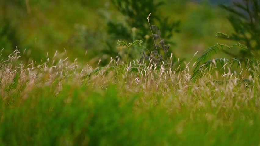 Tall grass on a hiking trail
