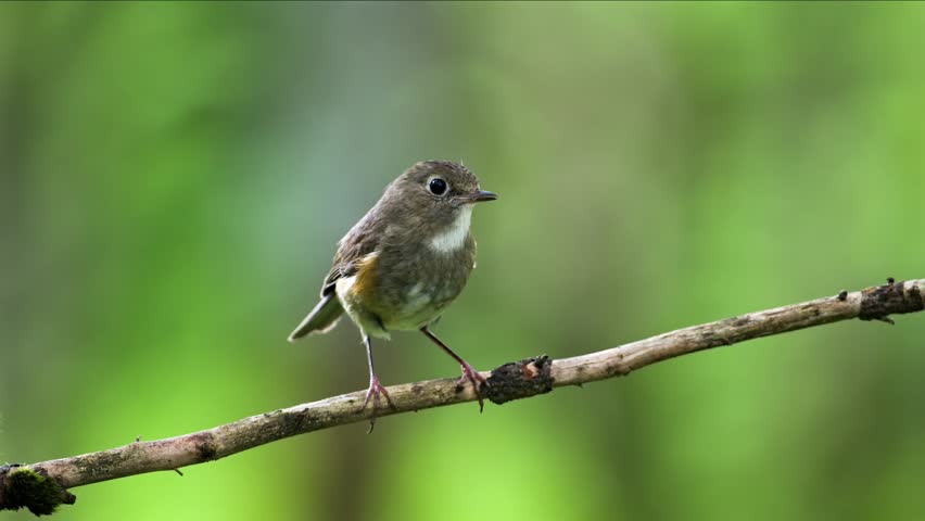 Small brown bird perched on thin branch in nature a sitting on a twig against soft blurred green natural background