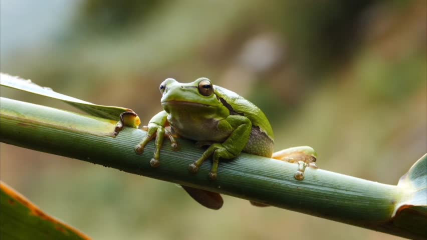 Common tree frog sitting on a green bamboo stem a detailed close up of small resting calmly on smooth branch