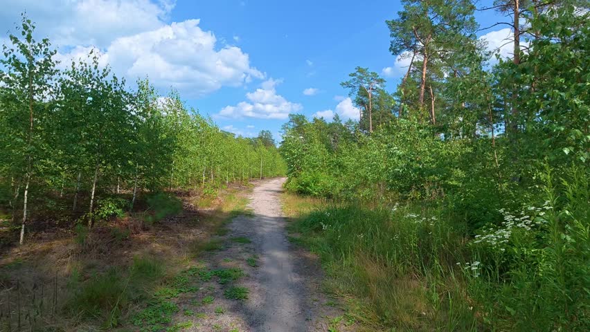 Sandy trail winding through young birch and pine forest in summer. Bicycle POV.
