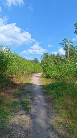 Dirt path winding through young birch and pine forest on sunny day. Bicycle POV.