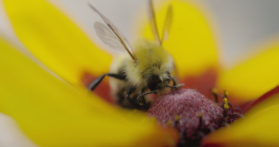 Bumble bee insect macro on a flower