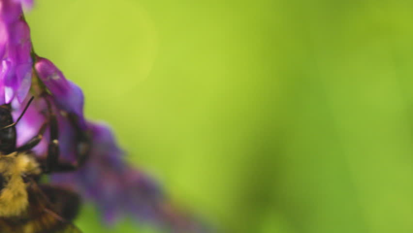 Bumble bee insect macro on a flower